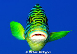 A particularly bold oriental sweetlip, who allowed me to ... by Michael Gallagher 